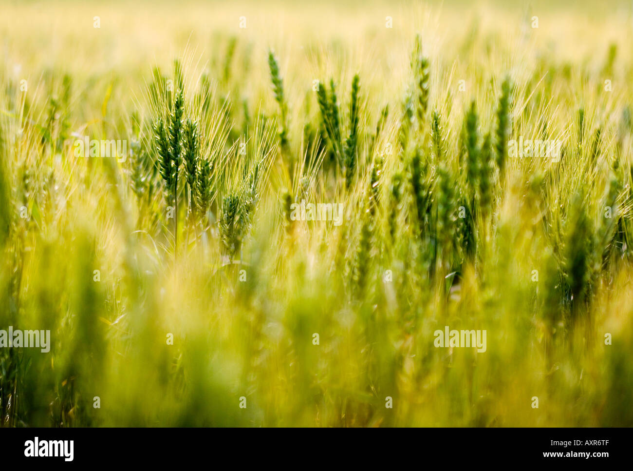 Wheat field on the prairies Stock Photo