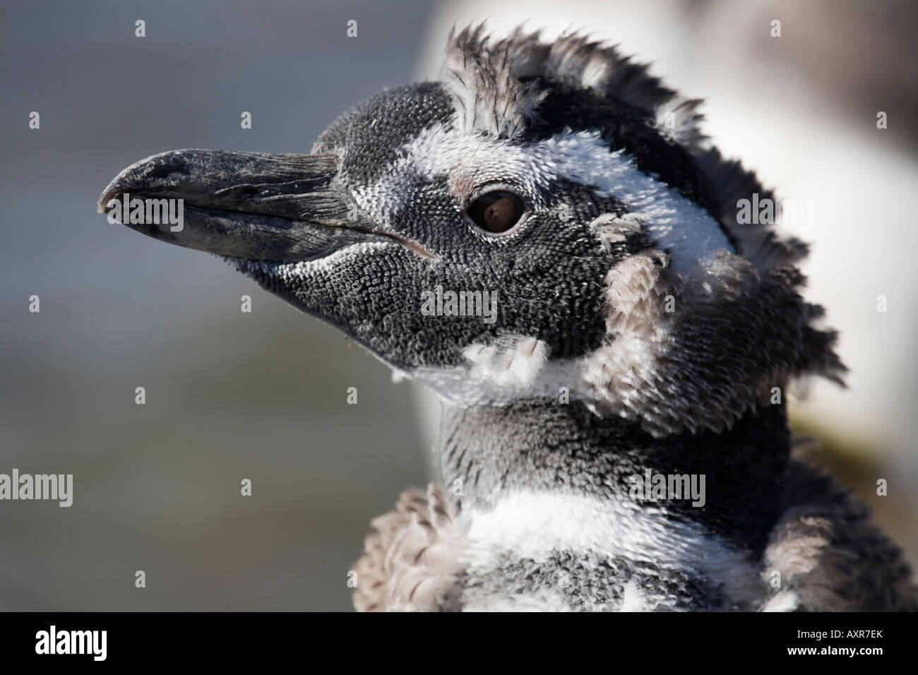 Magellanic Penguin, Spheniscus magellanicus, Magellanpinguin Stock Photo