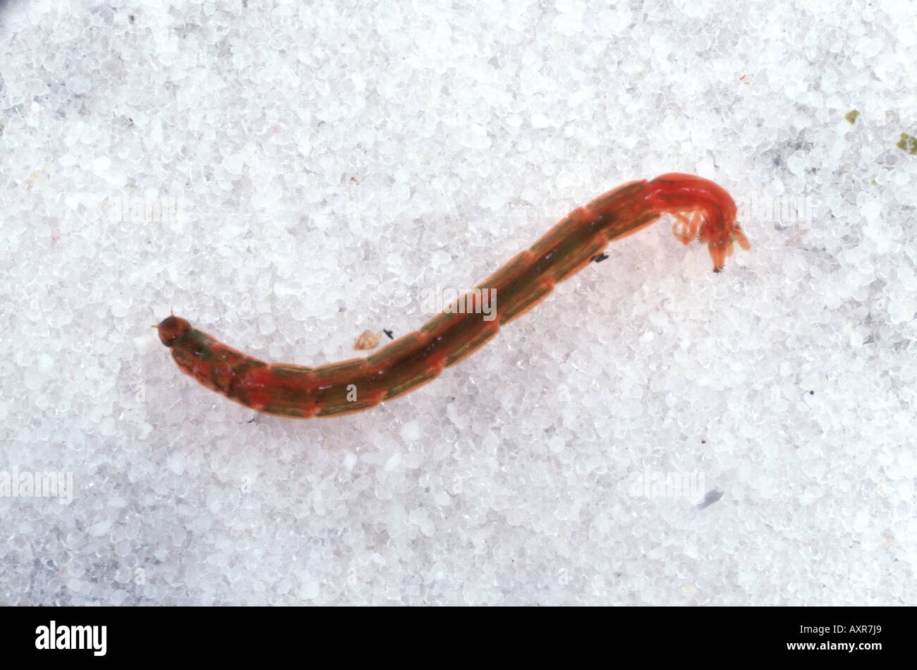 Blood worm Chironomus riparius a chironomid midge larva with as high haemoglobin content Stock Photo