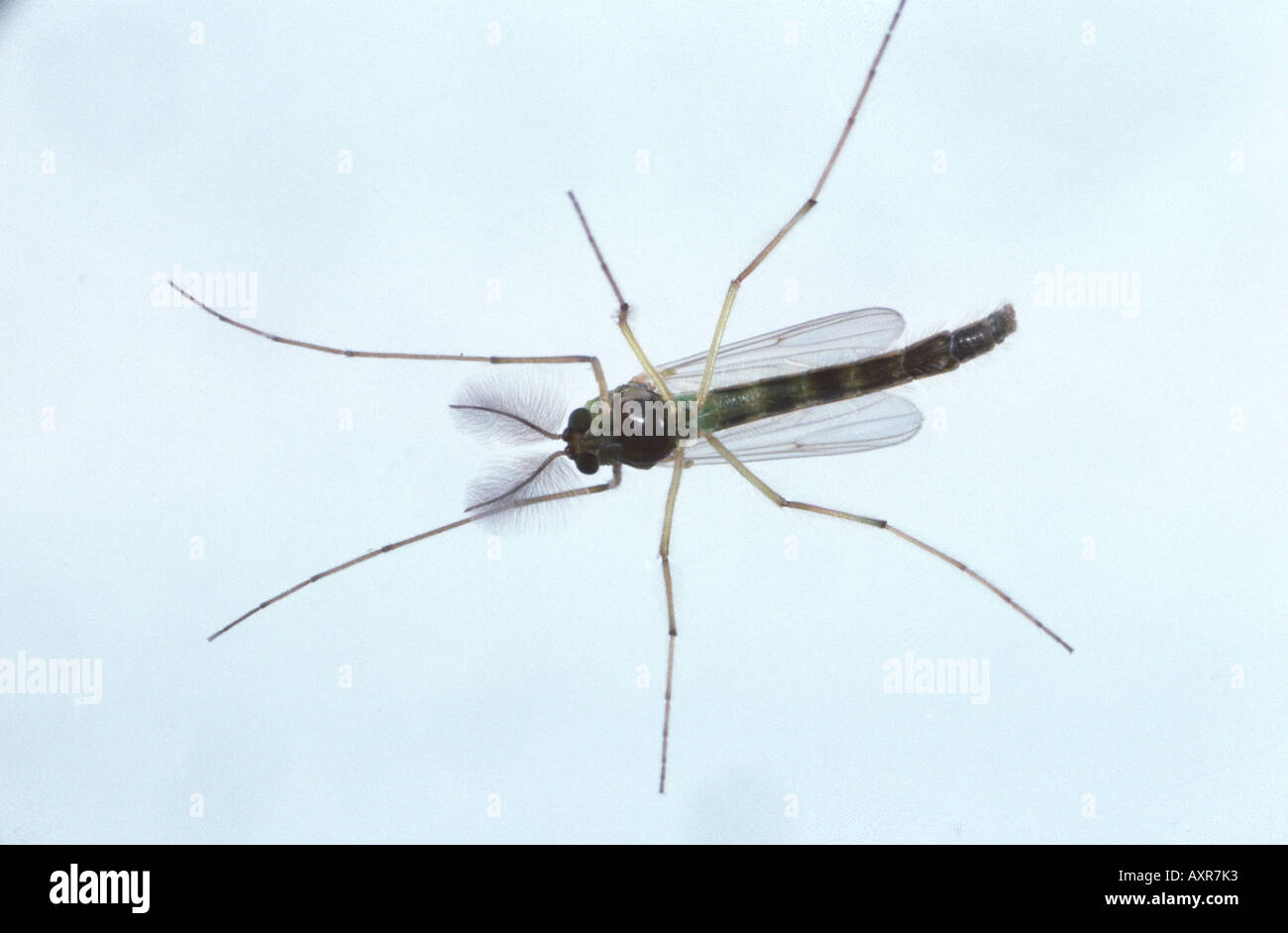 Adult male chironomid midge Chironomus riparius used as a toxicology indicator species Stock Photo