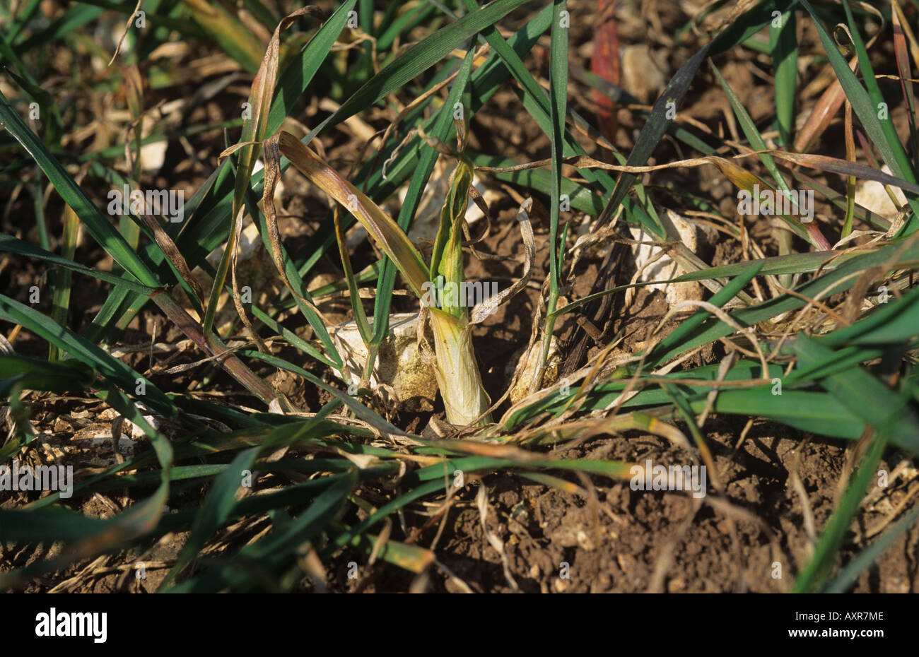 Swollen stem damage to wheat caused by gout fly Chlorops pumilionis