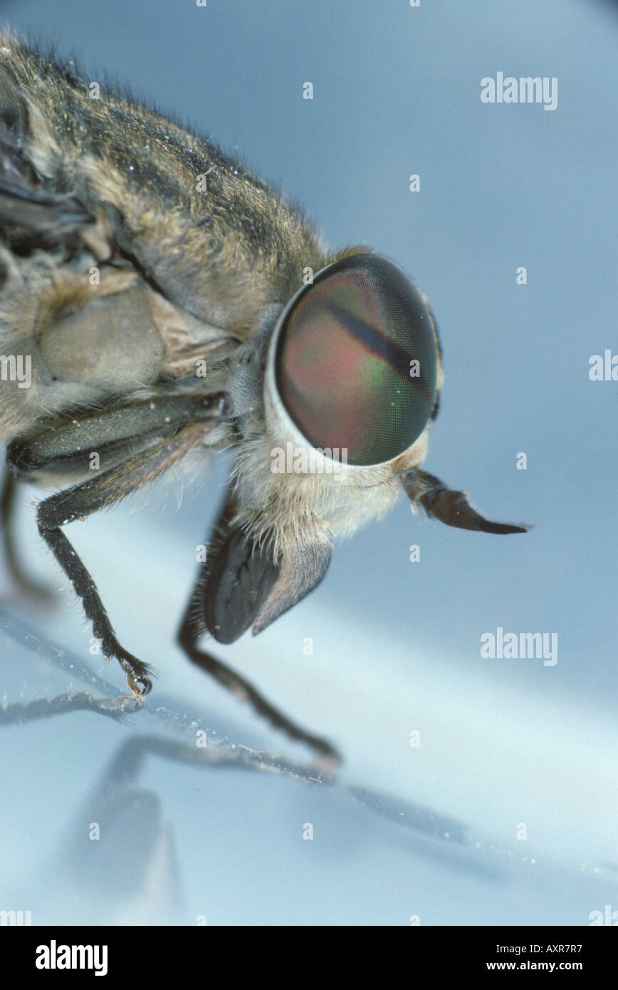 Eyes and adapted biting mounthparts of a horse fly Tabanus sp Stock Photo