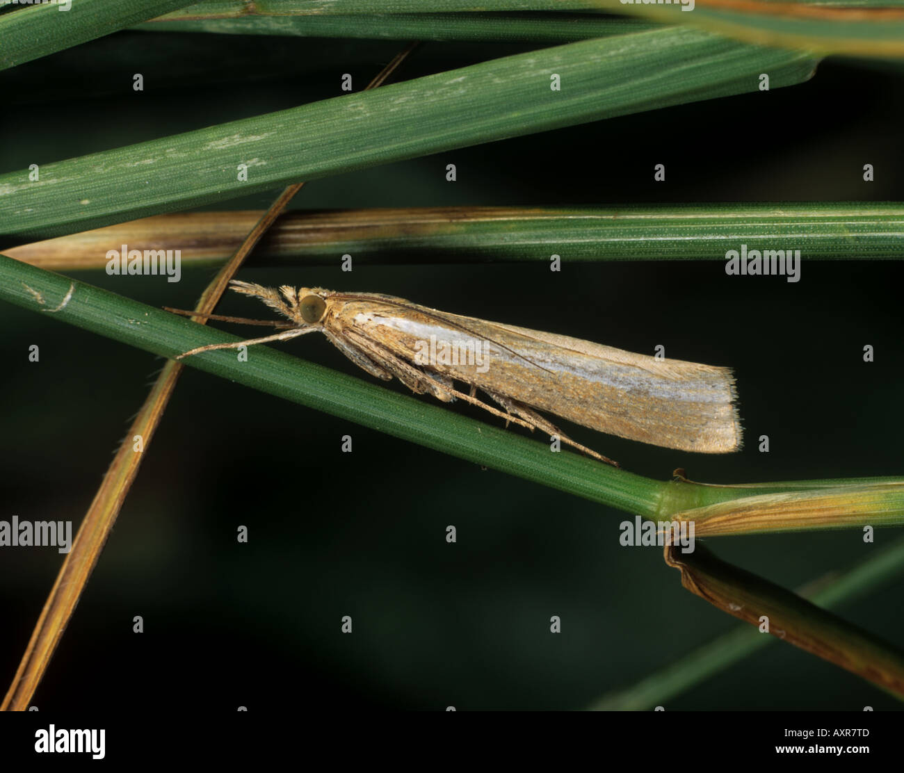 A pale version of Agriphila tristella a common grassland moth Stock Photo