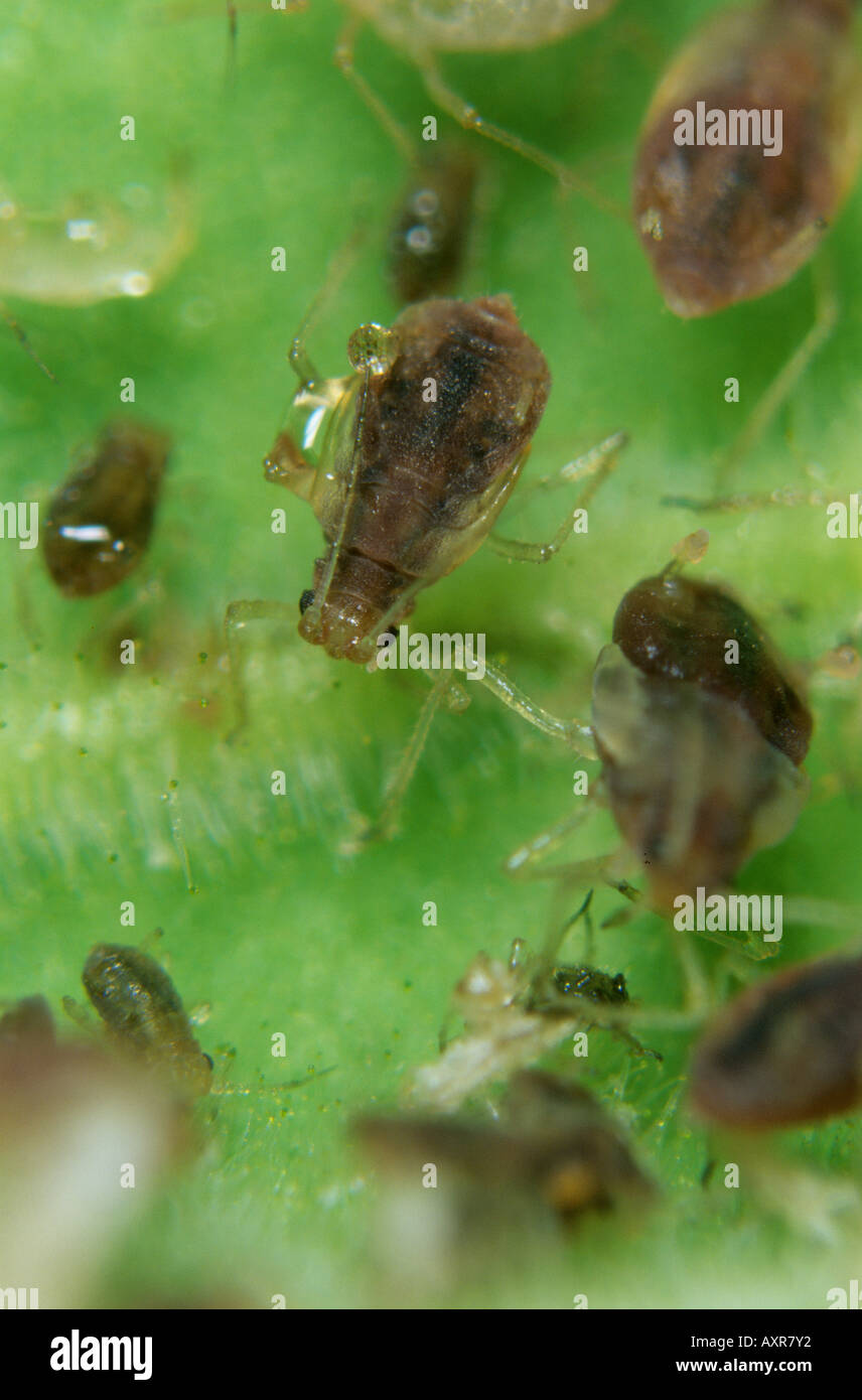 Tobacco aphid Myzus nicotianae on a Nicotiana leaf Stock Photo