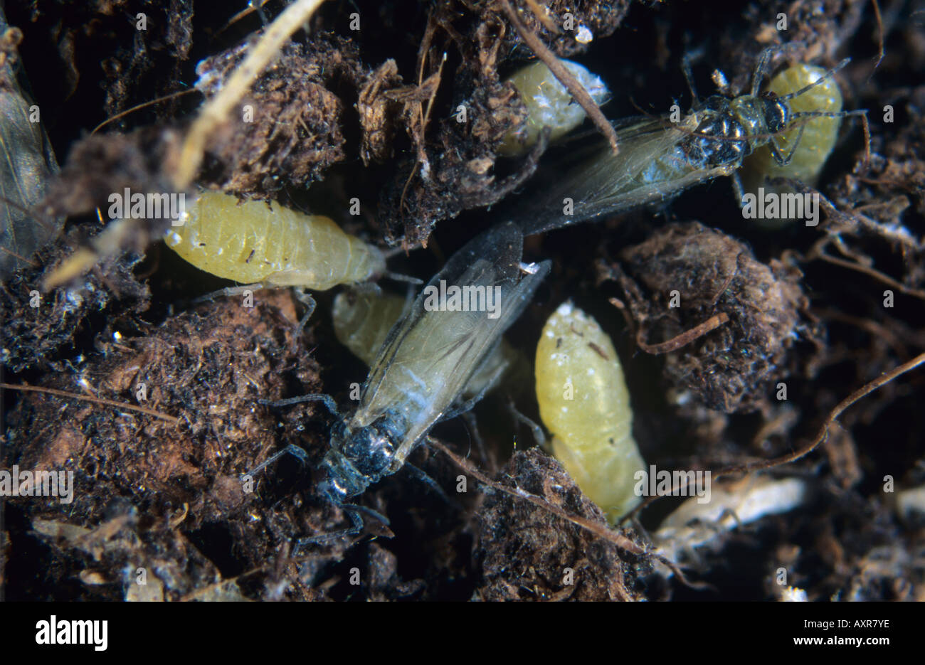 Lettuce root aphid Pemphigus bursarius feeding on lettuce roots Stock