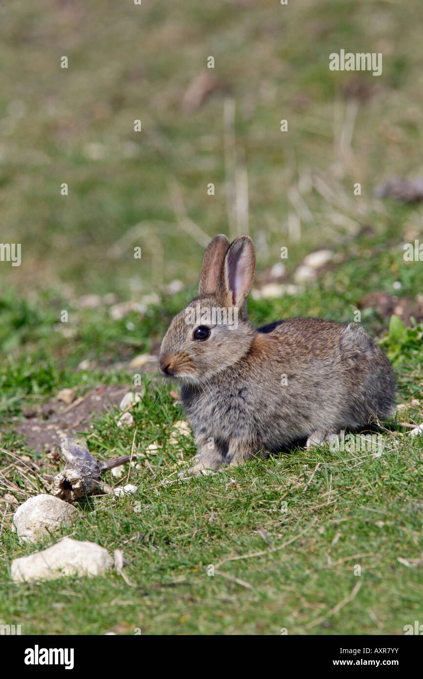 Young Rabbit Oryctolagus cuniculus at entrance to burrow Therfield Hertfordshire Stock Photo