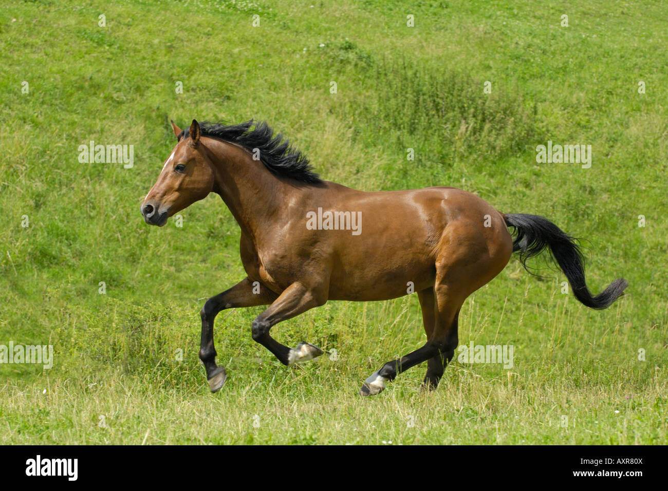 Galloping Holstein breed horse in the paddock Stock Photo