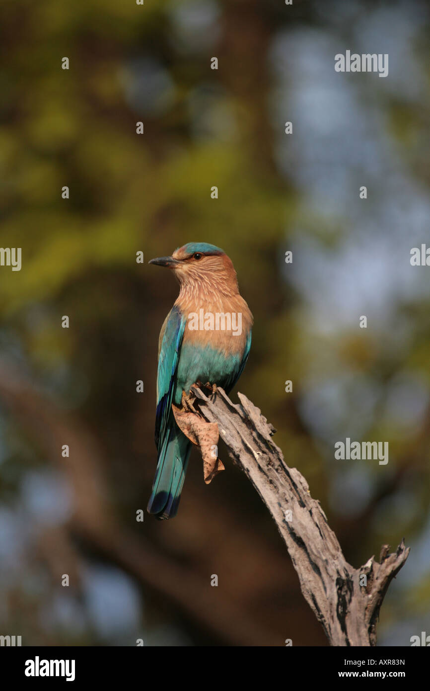 Indian roller Coracias benghalensis Stock Photo - Alamy