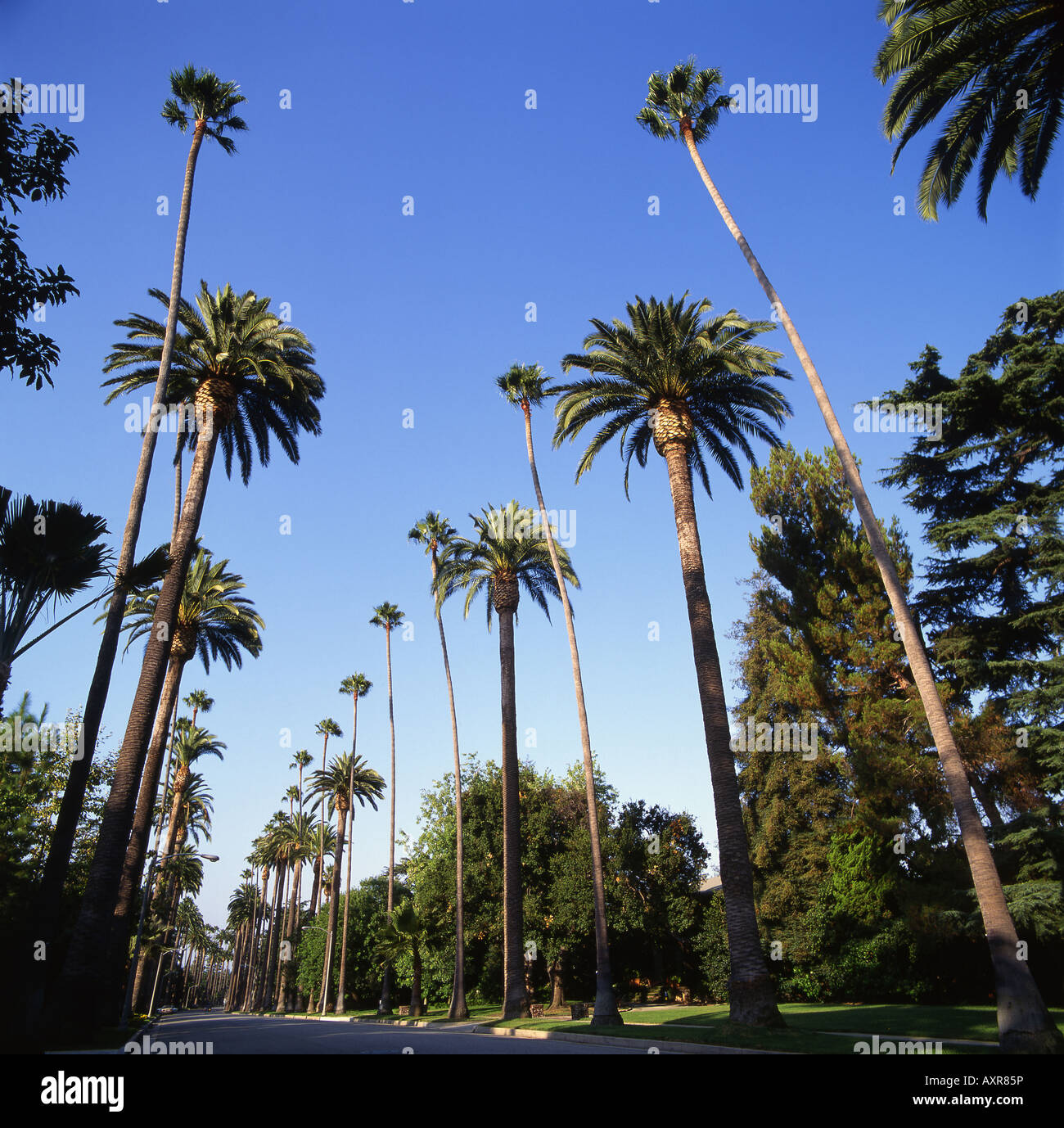Residential Street in Beverly Hills California Stock Photo - Alamy