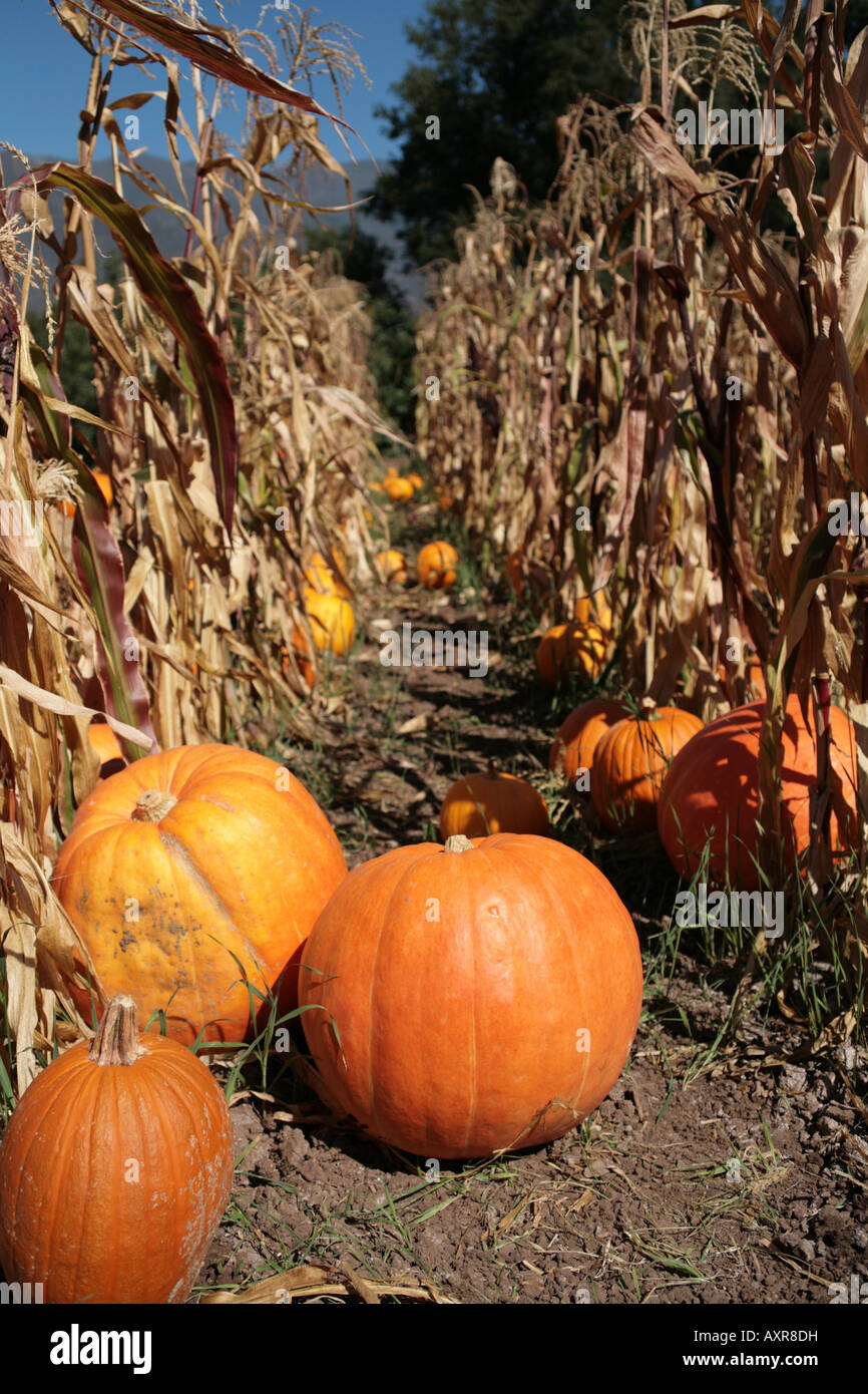 October Corn October Cornfields with Pumpkins in their rows Stock Photo - Alamy