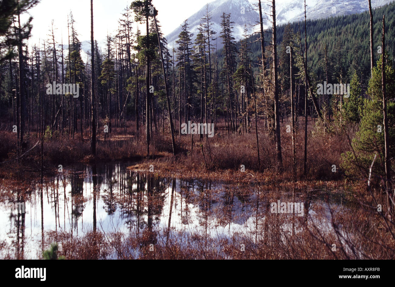 Lake and Trees Vancouver Island Stock Photo Alamy