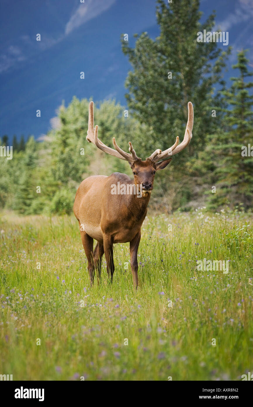 Wild animal portrait hi-res stock photography and images - Alamy
