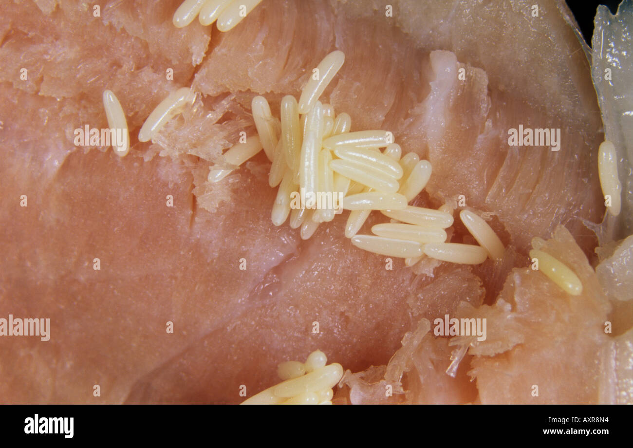 Fly eggs probably house fly Musca domestica eggs on ham Stock Photo