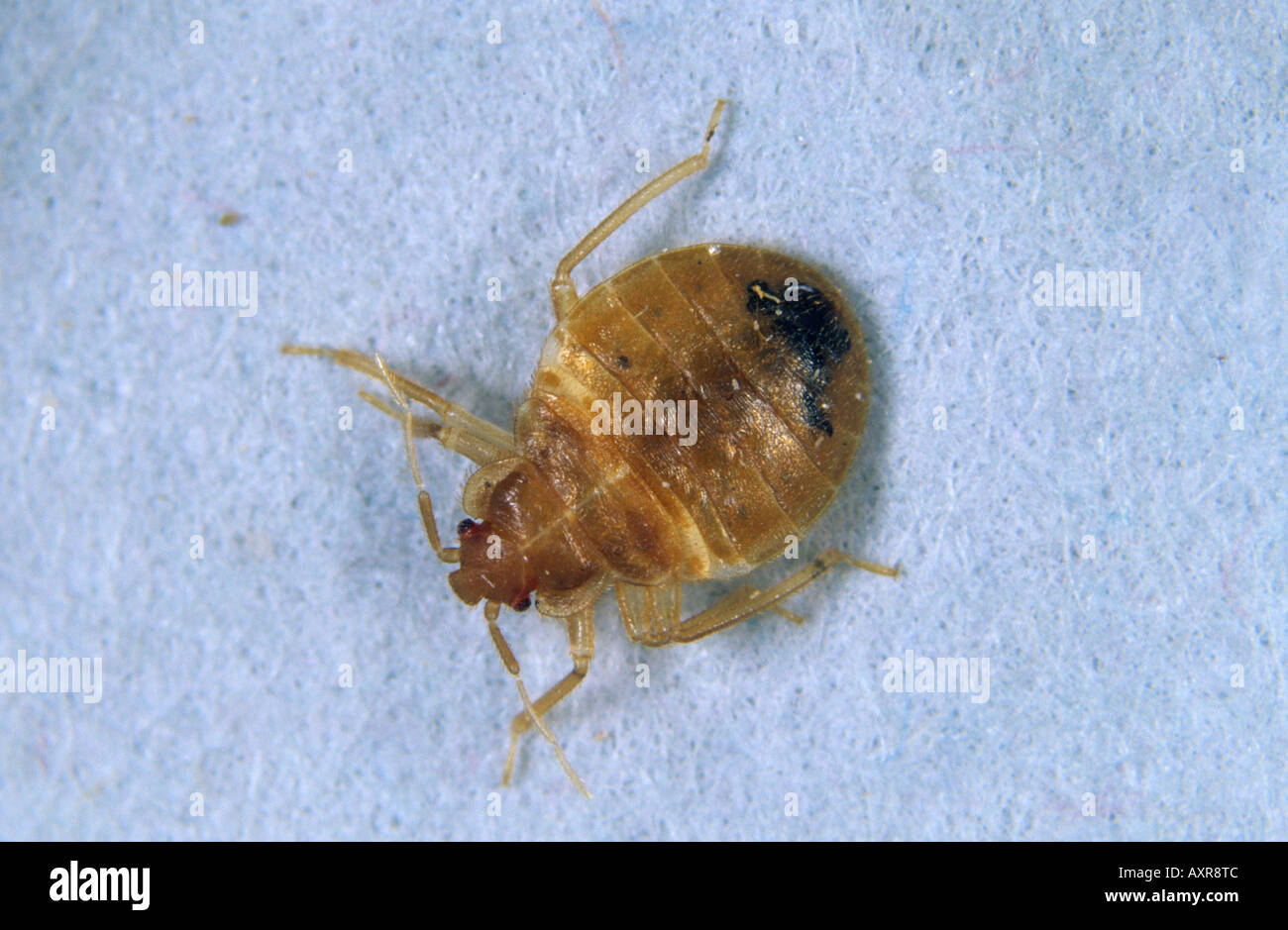 Bed bug Cimex lectularius nymph Stock Photo Alamy