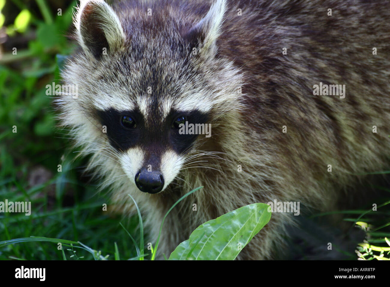 common raccoon - Procyon lotor Stock Photo