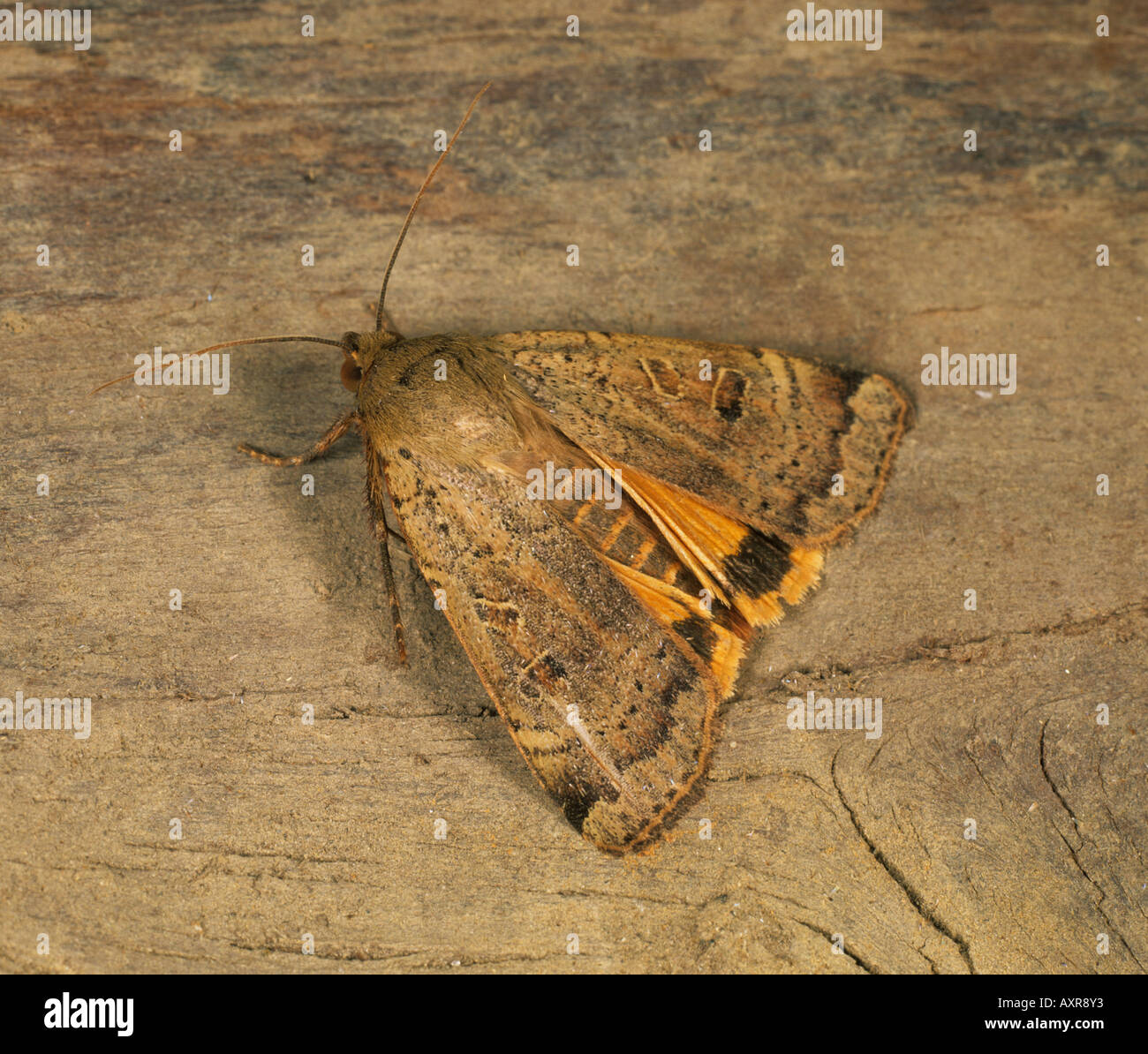Broad bordered yellow underwing Noctua fimbriata moth adult Stock Photo