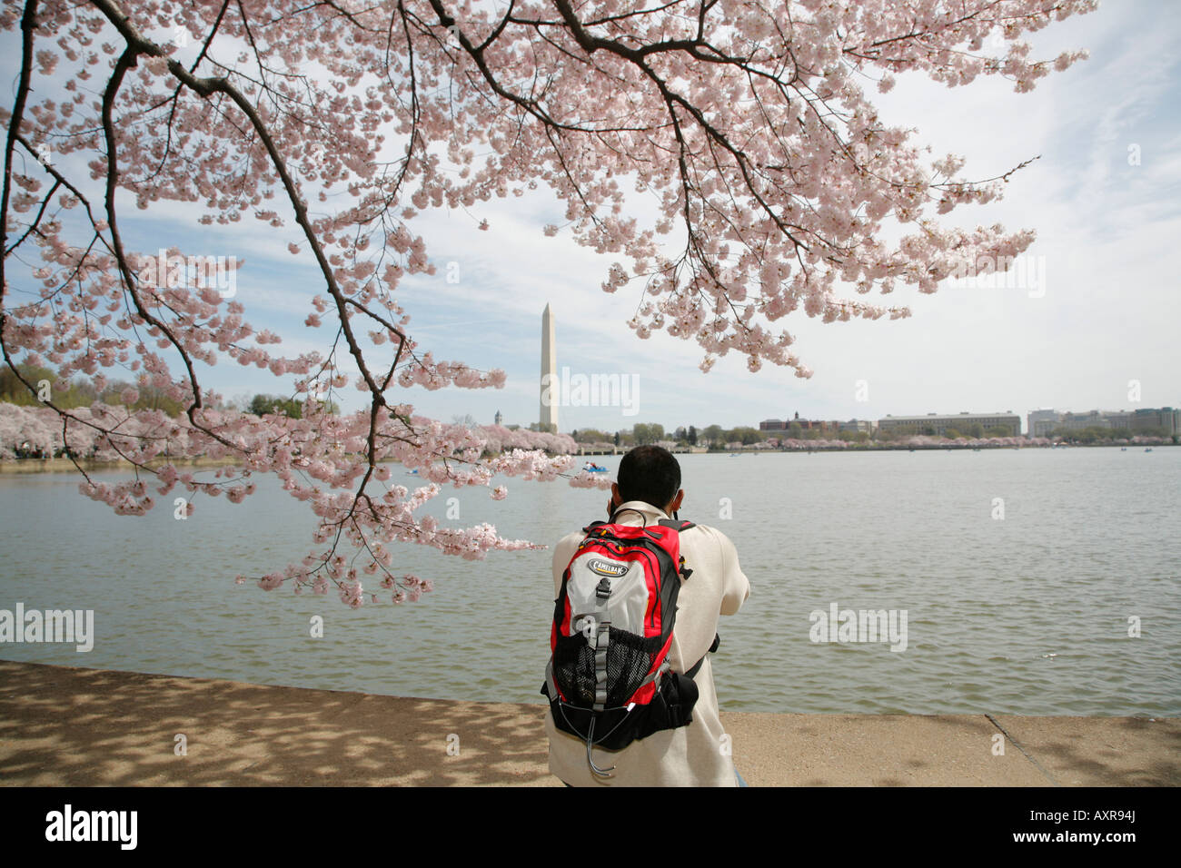 Person taking photographs of cherry blossoms, Tidal Basin, Jefferson Memorial, Washington DC, USA Stock Photo