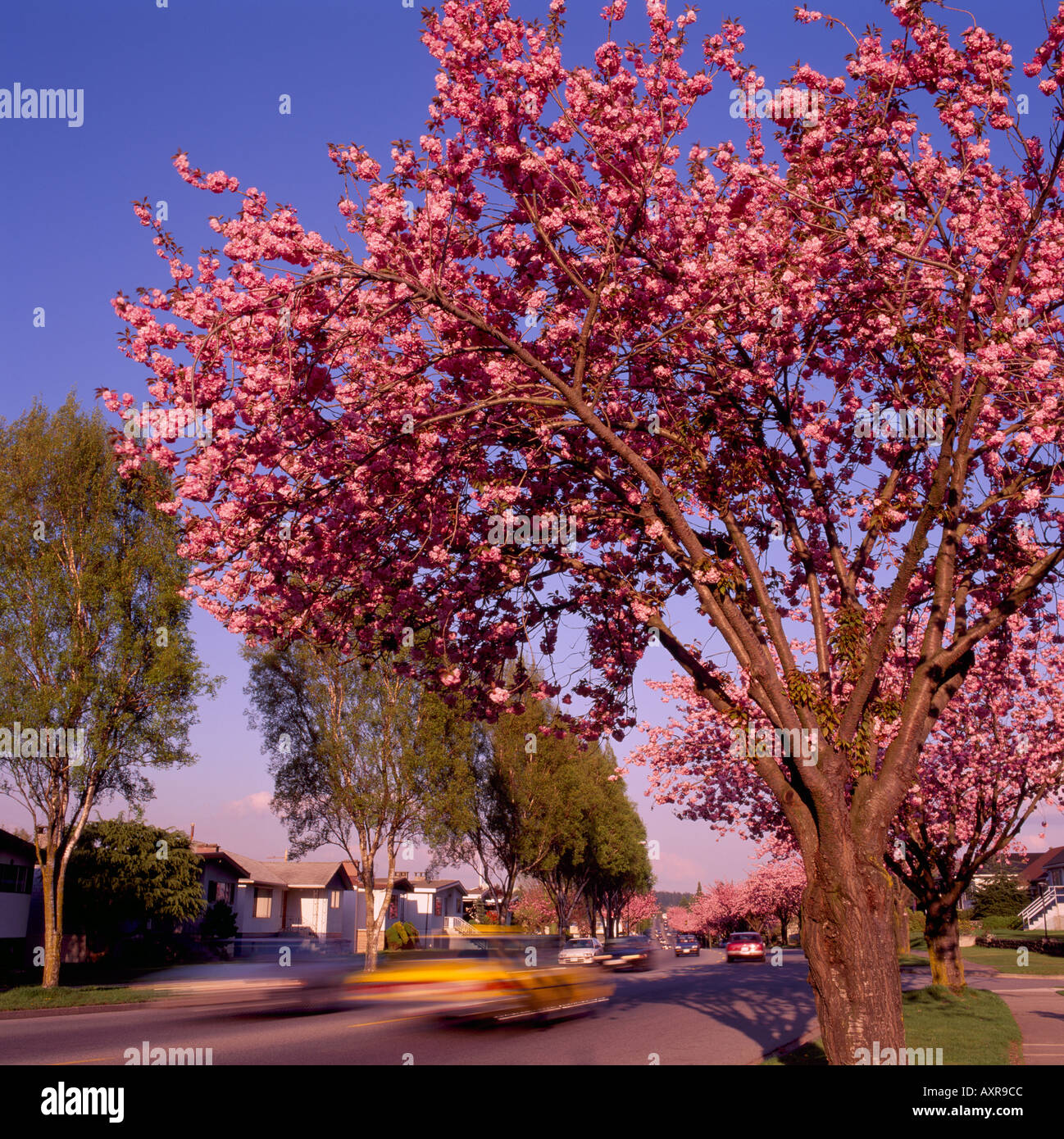 Japanese Cherry Trees in blossom, blooming in Spring, Vancouver, BC