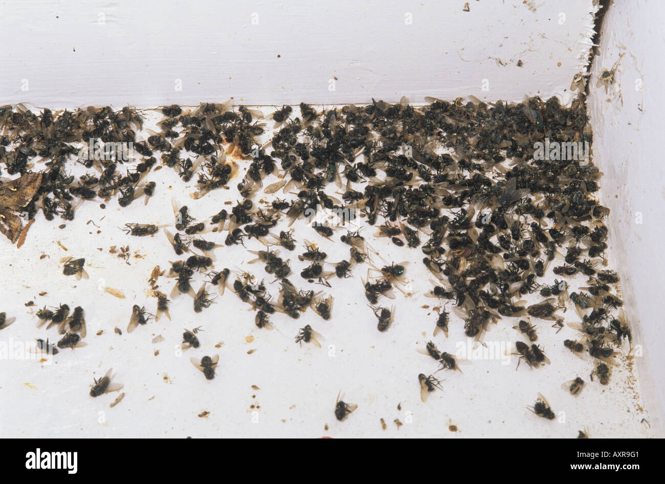 Dead flies mainly cluster flies Pollenia rudis on a windowsill Stock Photo