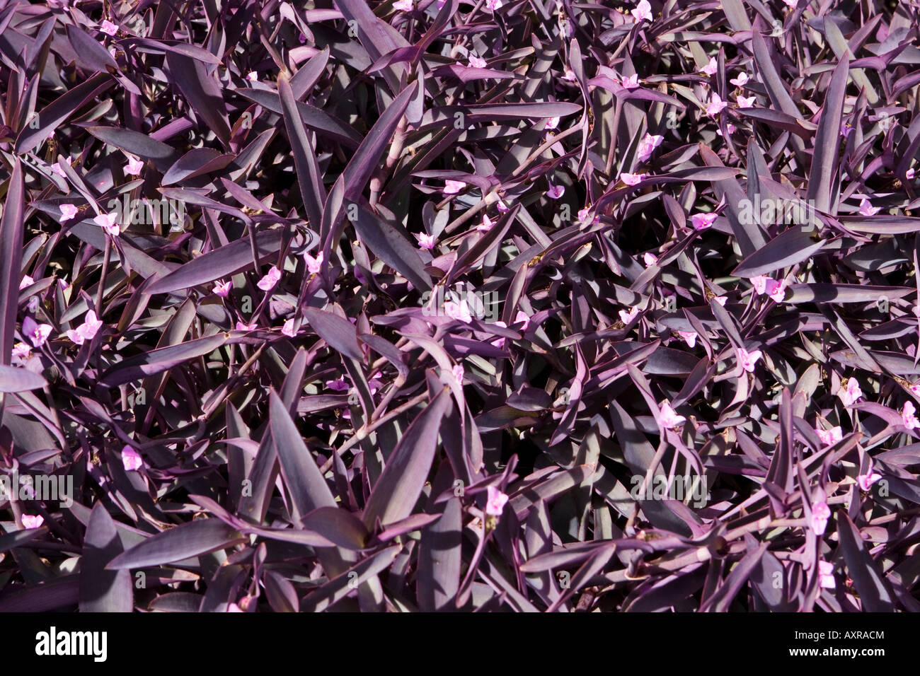 Massed 'Purple Hearts' in a flower bed Stock Photo