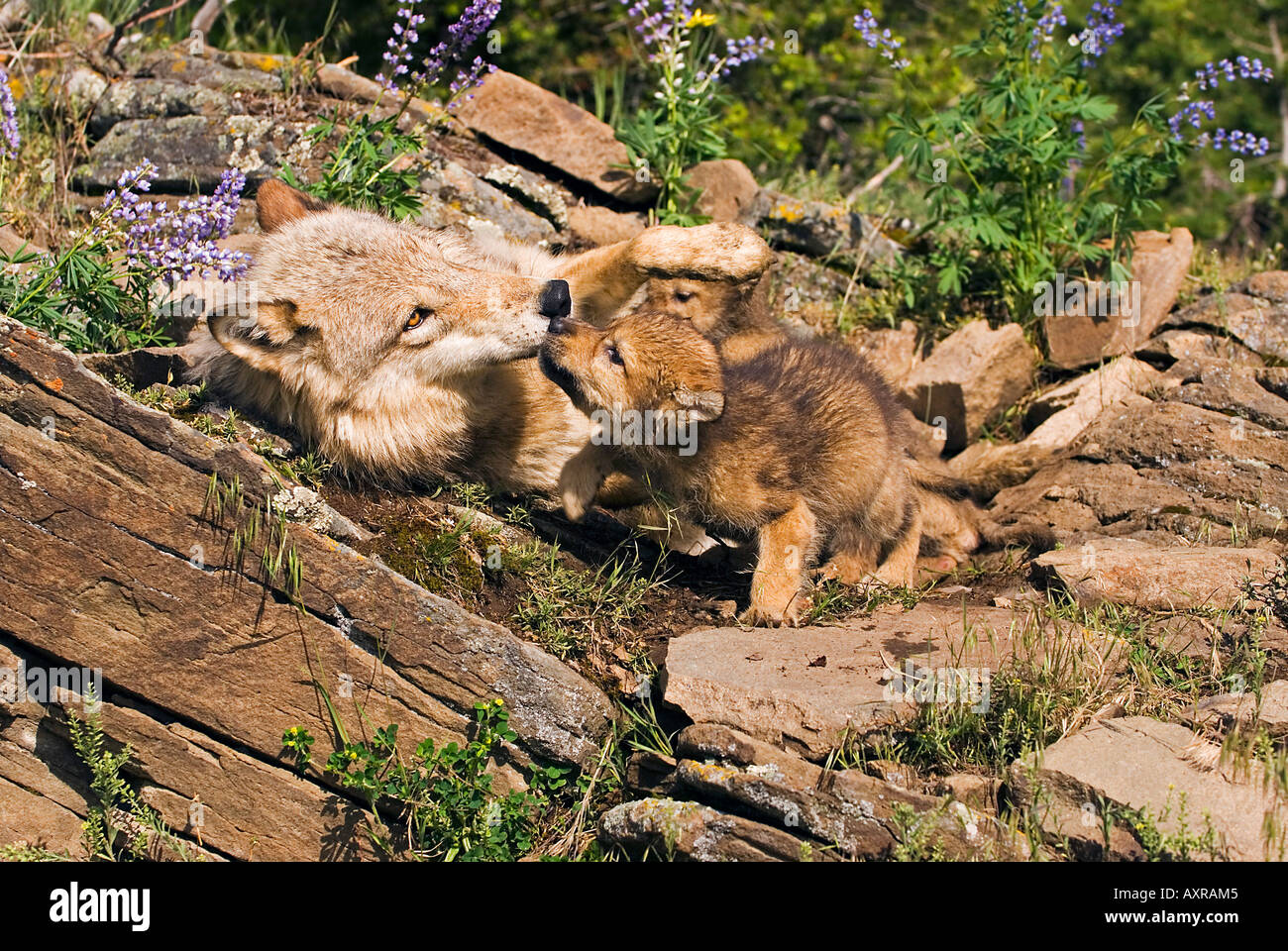 Wolf cubs and mother at den site Stock Photo