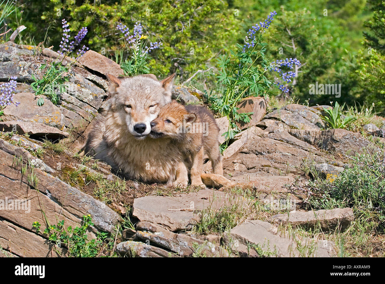 Wolf cubs and mother at den site Stock Photo