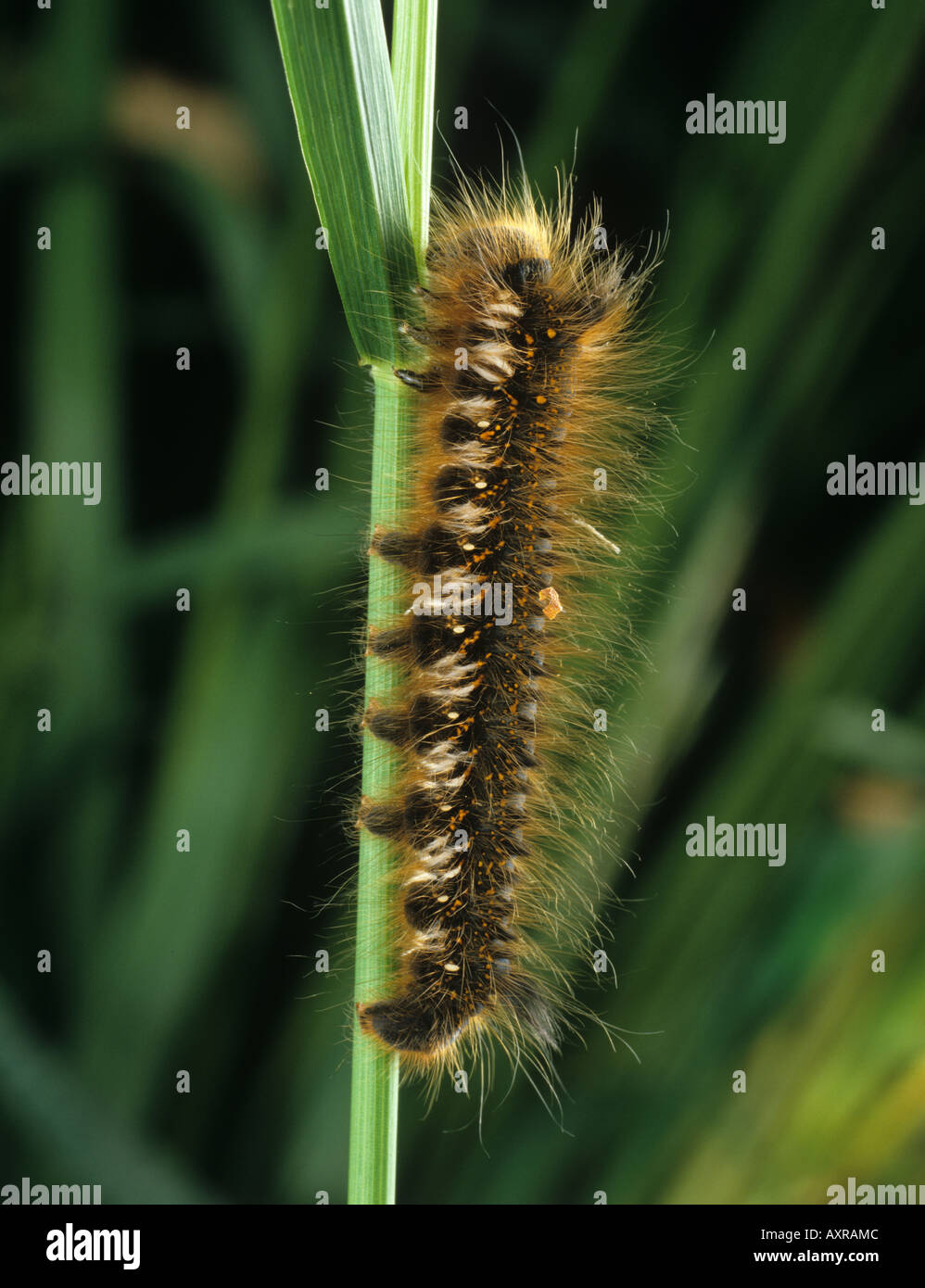 The Drinker Euthrix potatoria caterpillar on grass Stock Photo