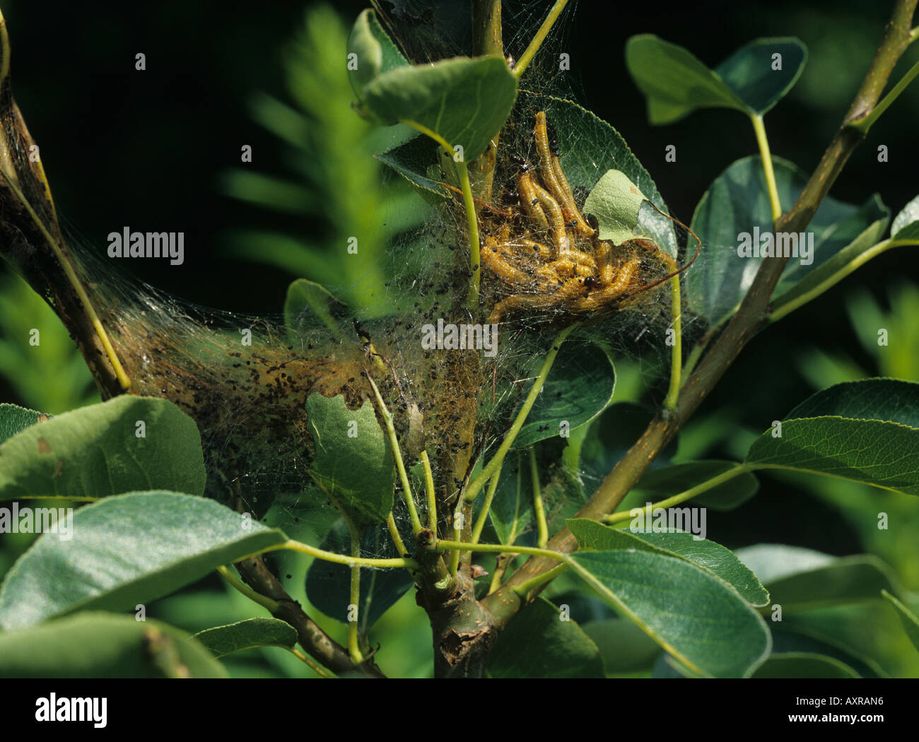 Social pear sawfly Nephrotoma saltuum larvae on web tent on a pear tree Stock Photo