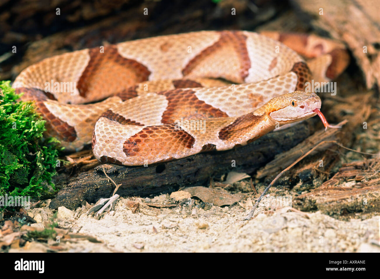Northern copperhead snake Stock Photo Alamy