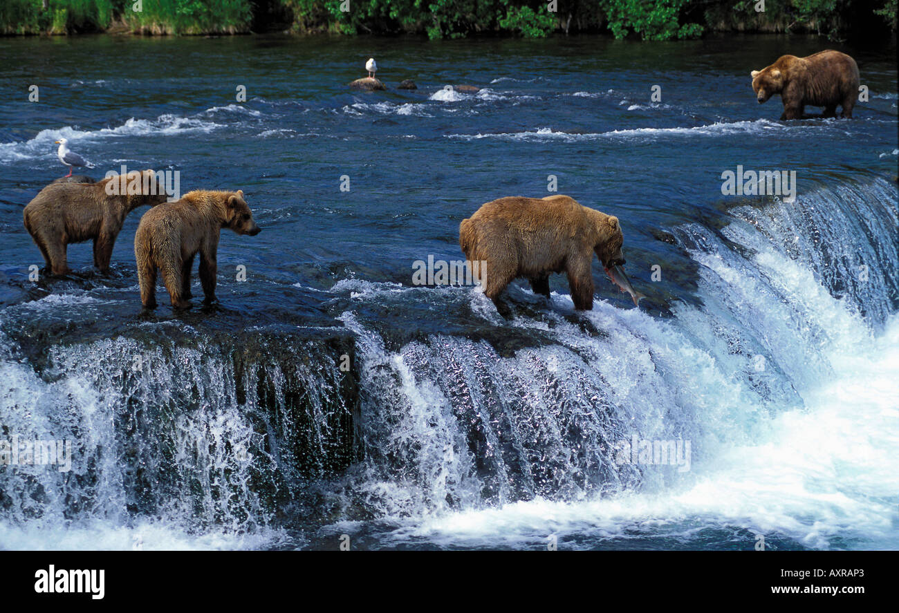 Grizzly bears at Brooks Falls Stock Photo Alamy