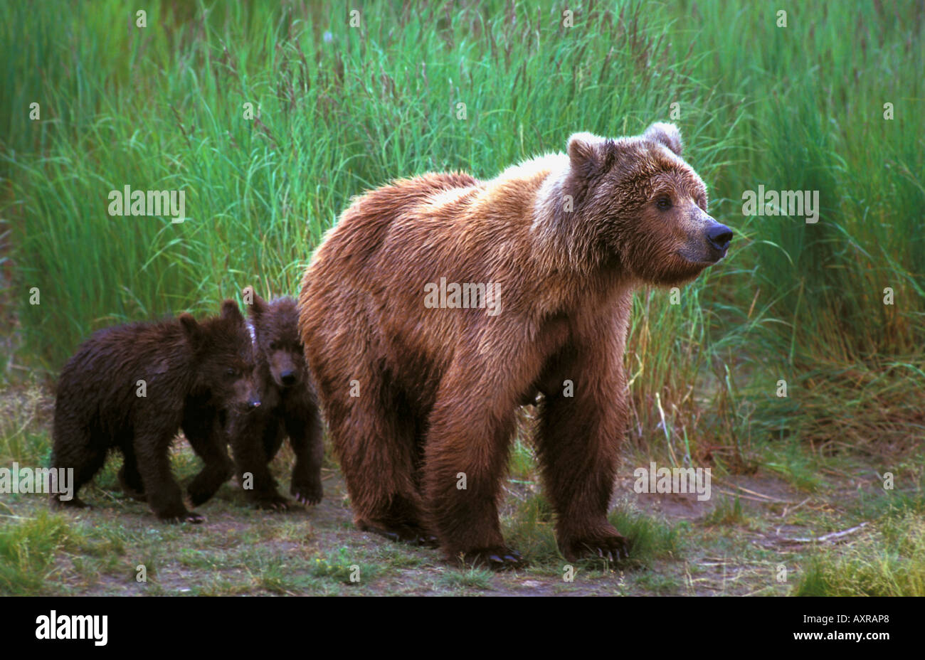 Grizzly bear with cubs Stock Photo - Alamy