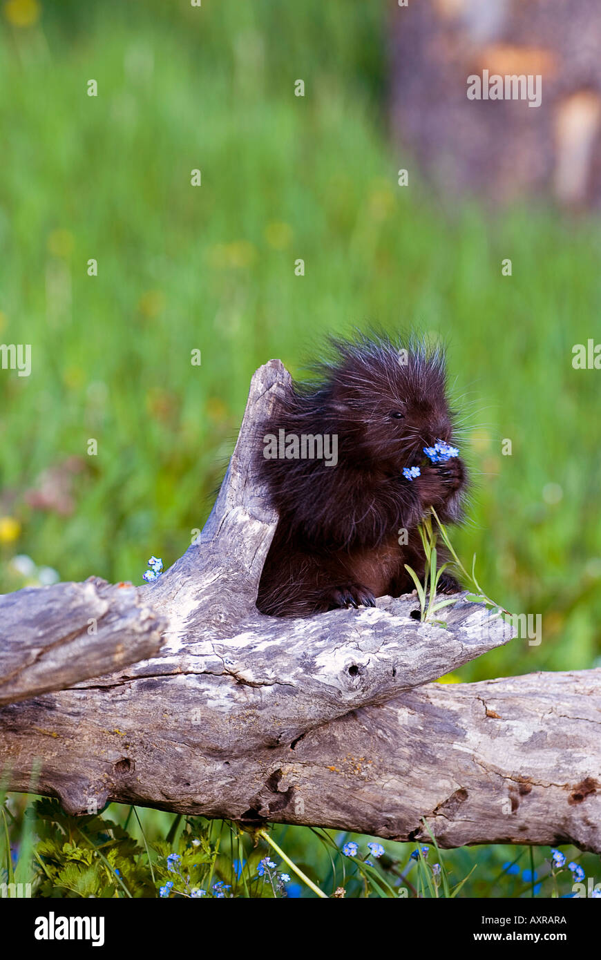 Porcupine baby eating flower Stock Photo Alamy