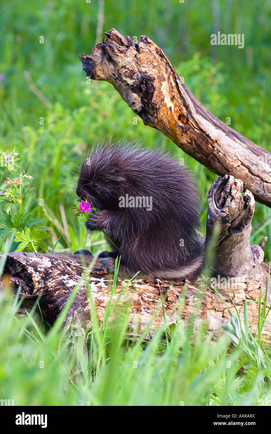 Porcupine baby eating flower Stock Photo Alamy