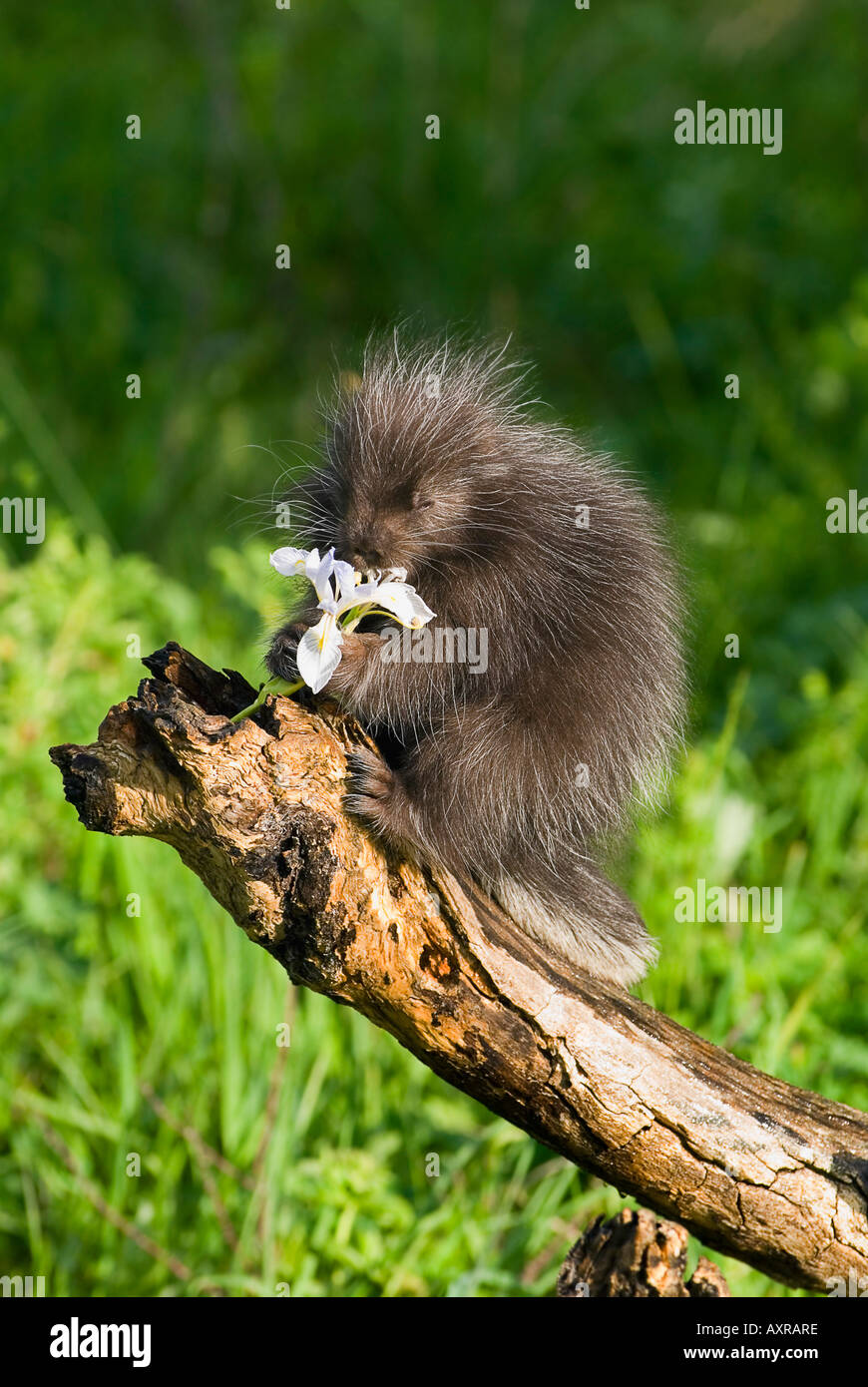Porcupine baby eating flower Stock Photo Alamy