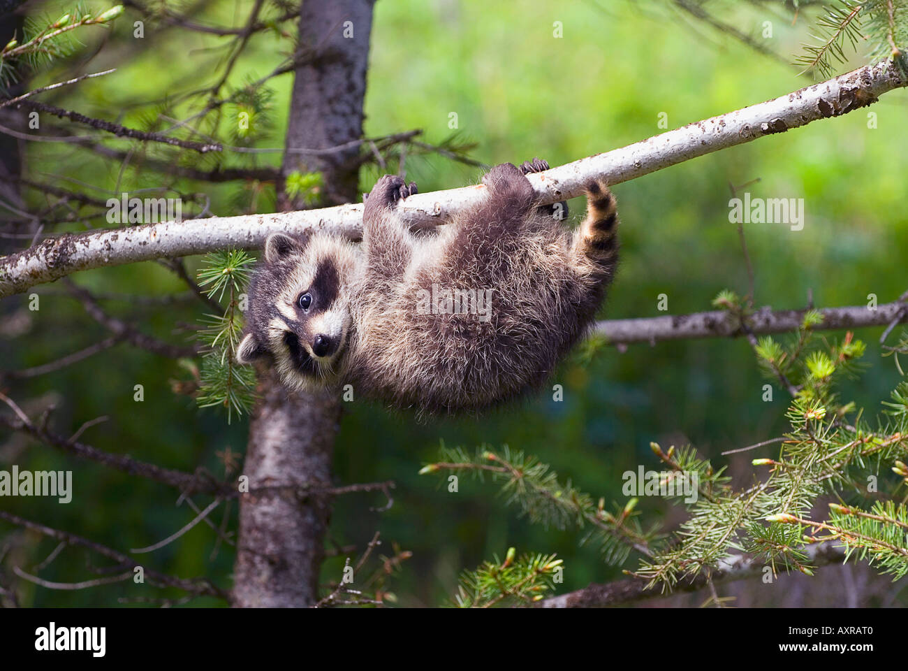 Baby racoons hi-res stock photography and images - Alamy