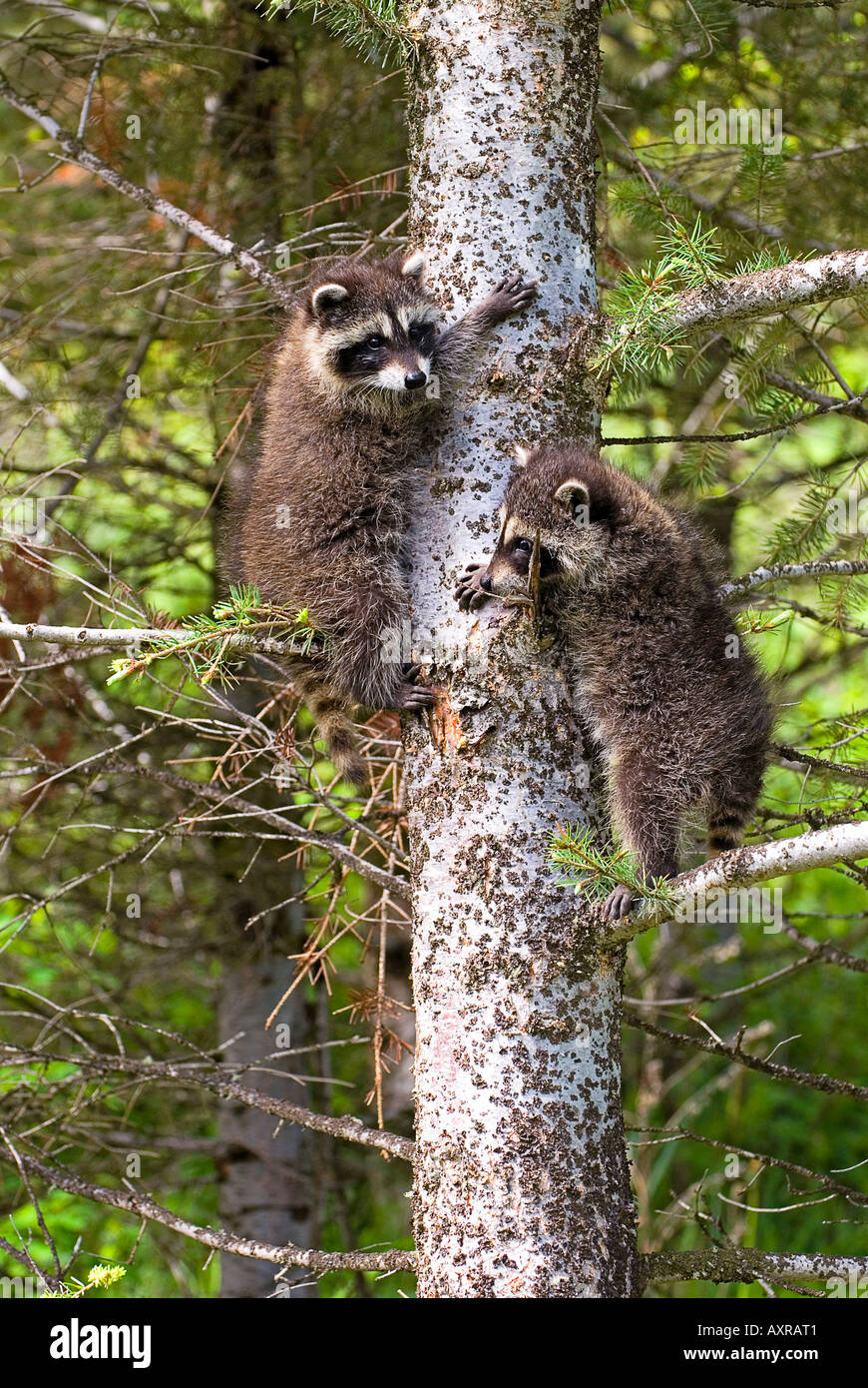 Baby racoons in tree Stock Photo Alamy