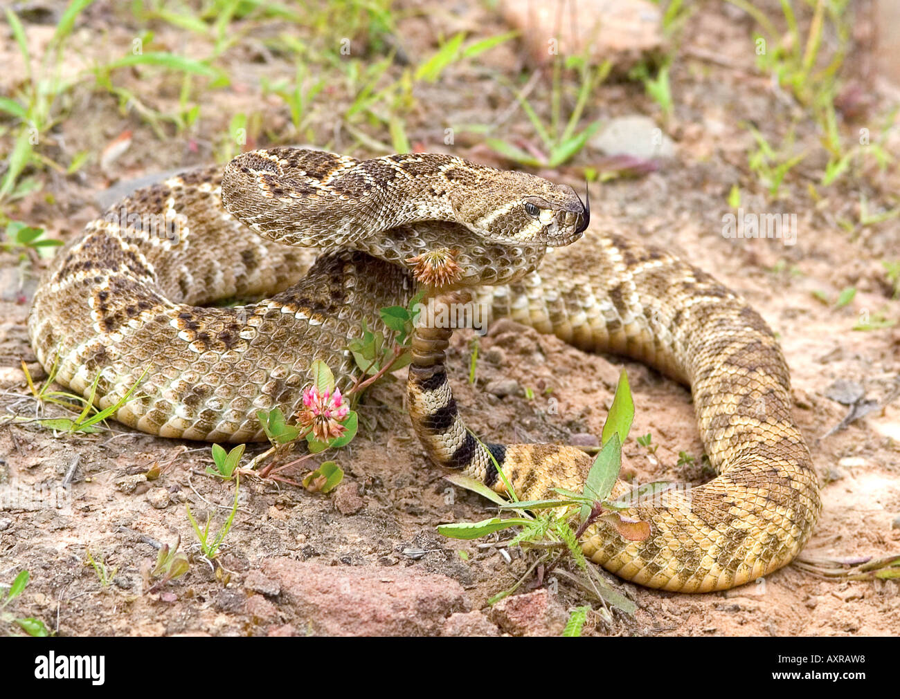 Western diamondback rattlesnake Stock Photo Alamy