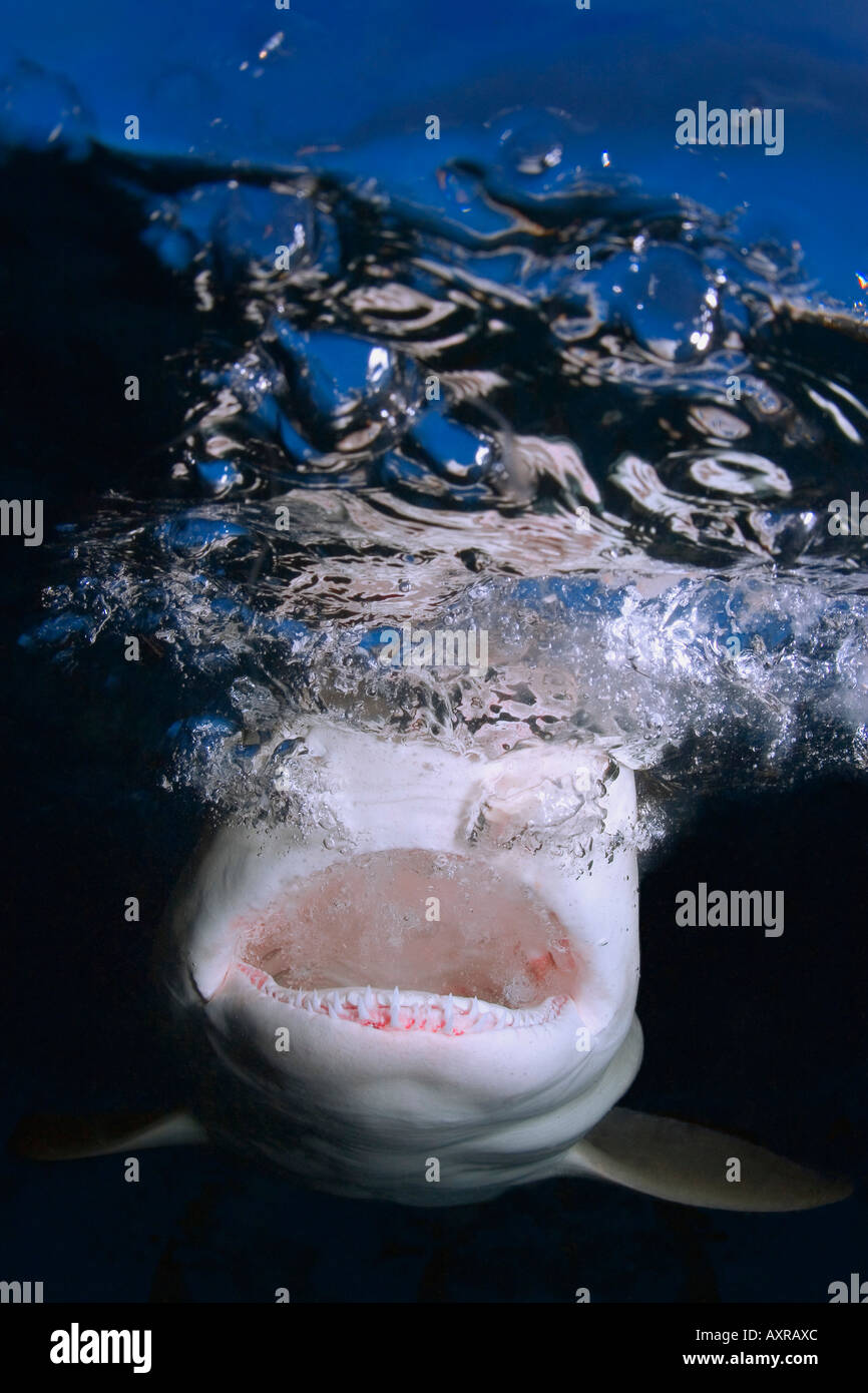 Shark jaws and teeth Stock Photo - Alamy