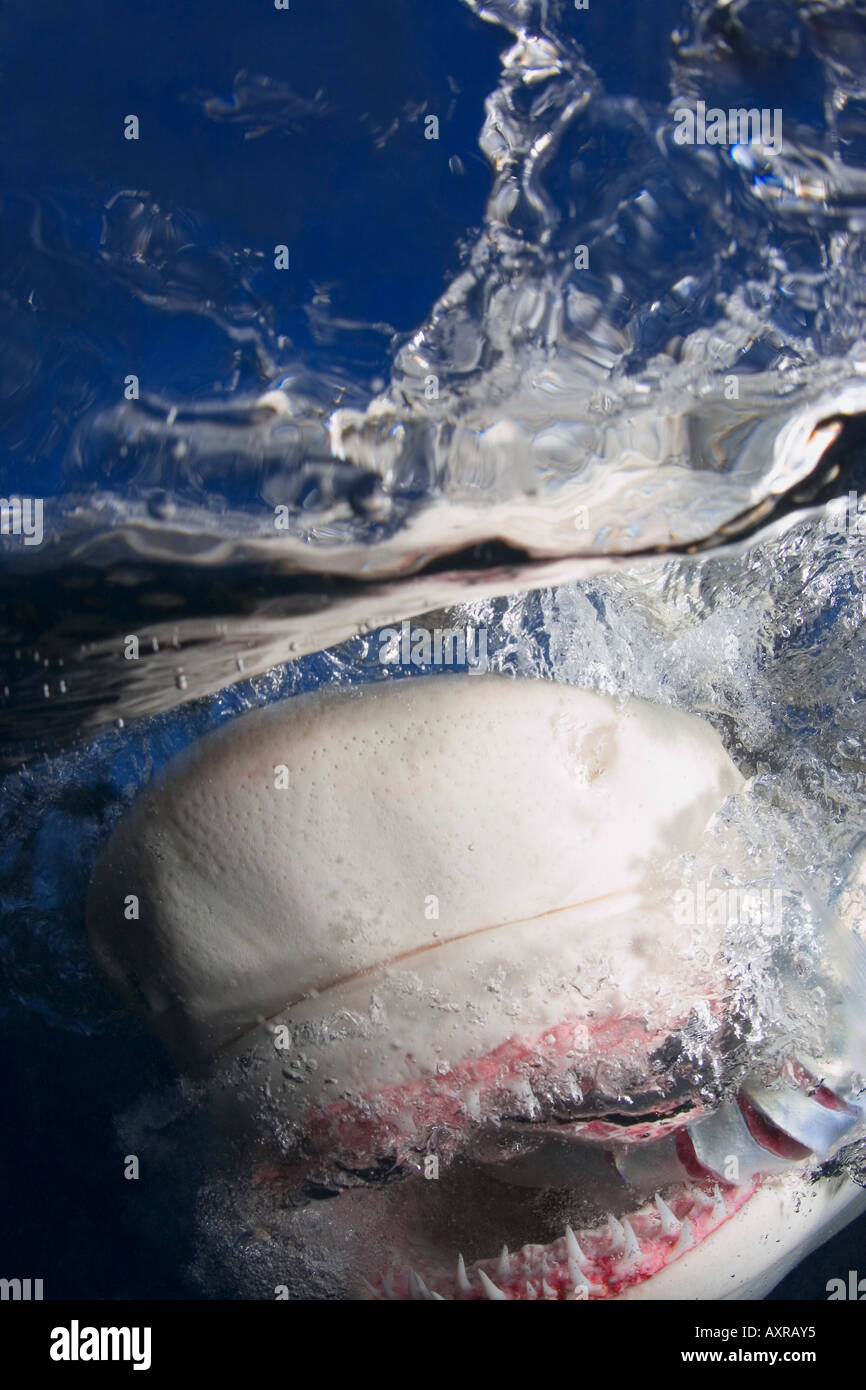 Shark Jaws and Teeth Stock Photo