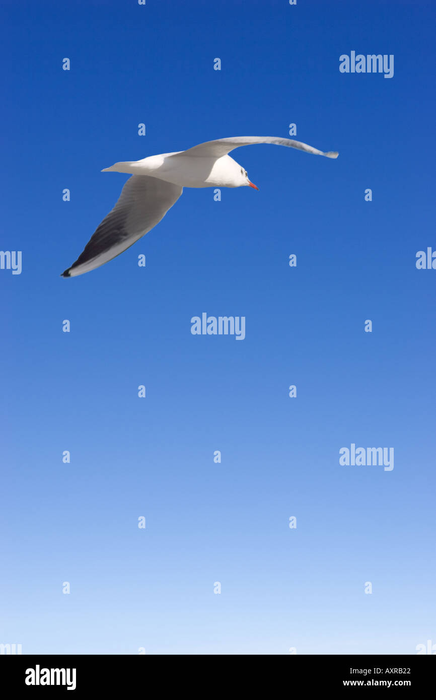 white gull soaring Larus Ridibundus Juvenile or adult Black Headed Gull