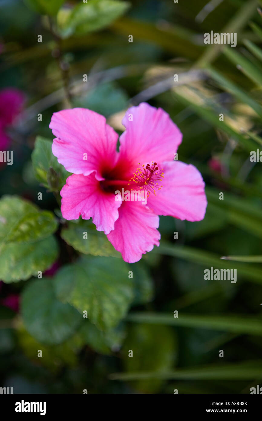 Pink Hibiscus Green Foliage in Full Bloom Stock Photo - Alamy