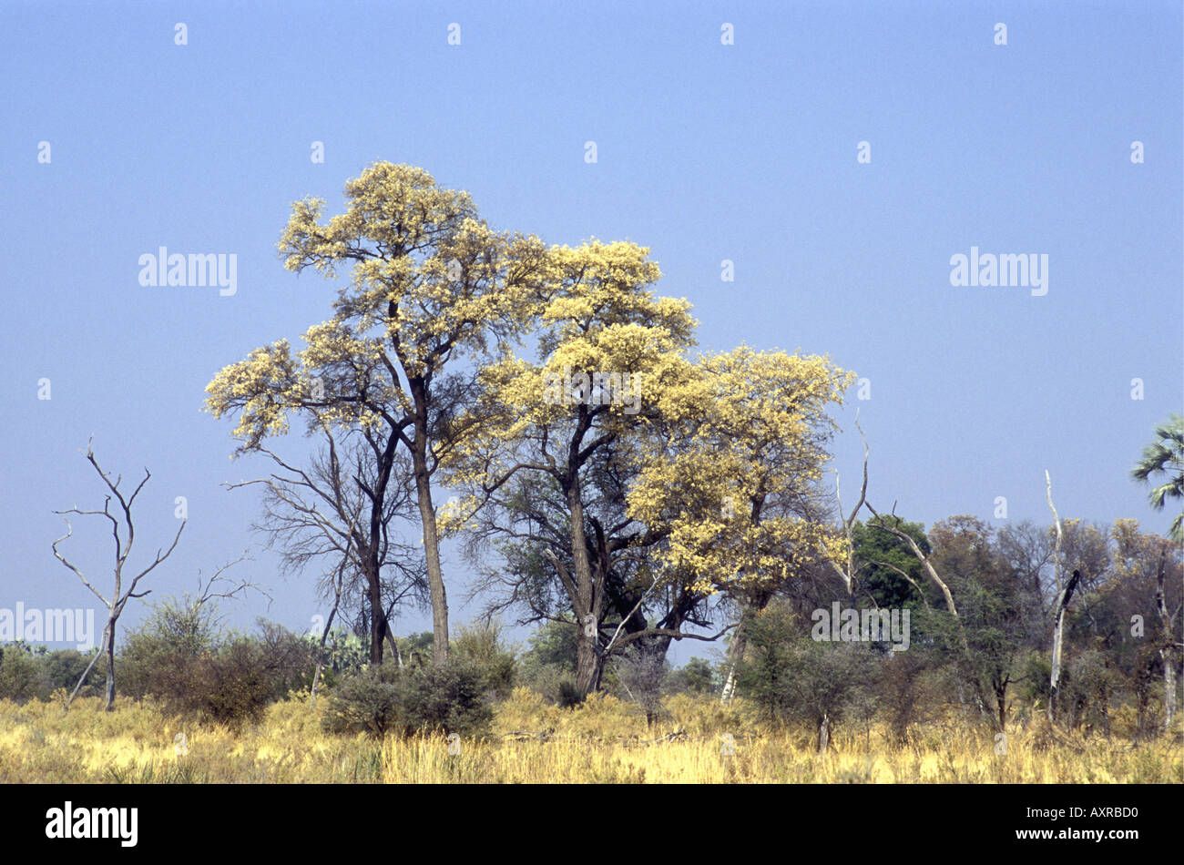 Knobthorn acacia Acacia nigrescens or Rain Trees in blossom in the Okavango Delta Botswana southern Africa Stock Photo