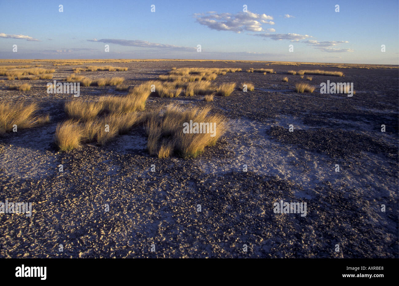 Tussocks of grass in the Makgadikgadi Salt Pans formerly known as Makarikari in north eastern Botswana southern Africa Stock Photo