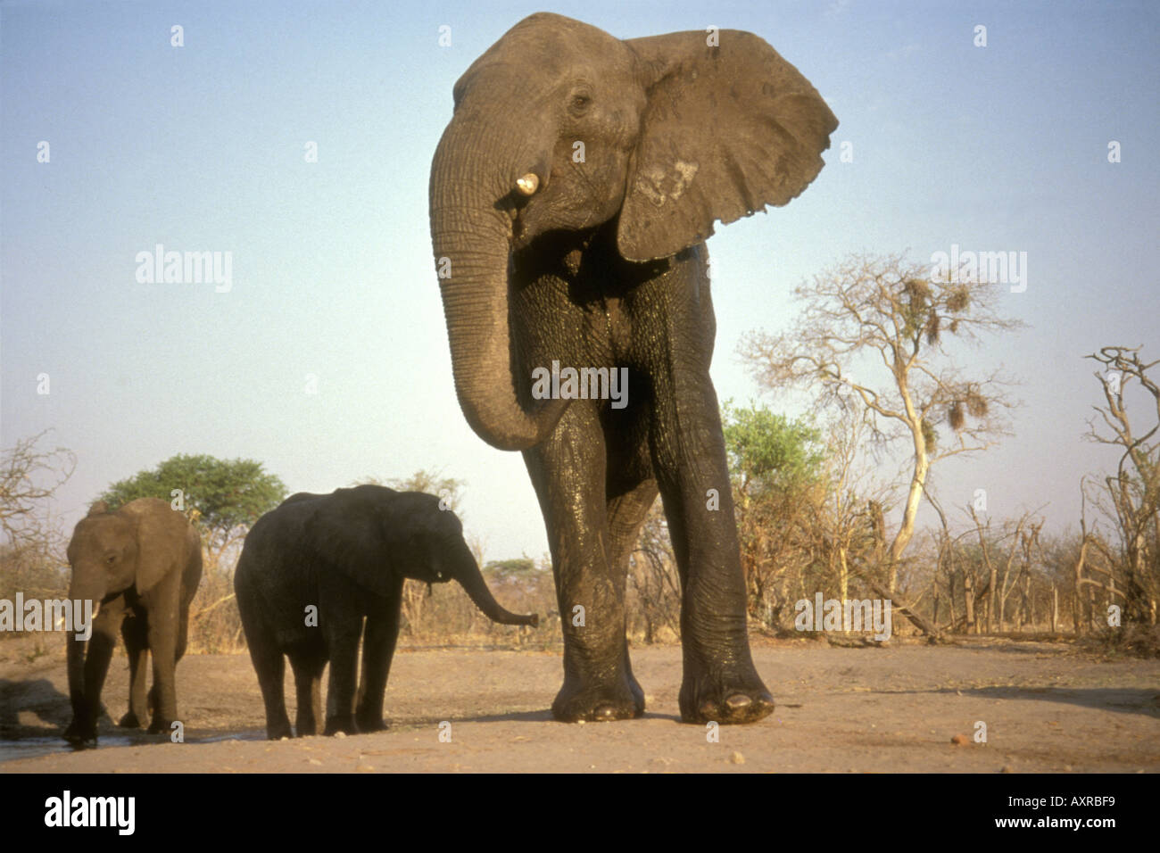 Huge exceptionally tall adult elephant with two calves in Hwange National Park Zimbabwe Africa Stock Photo