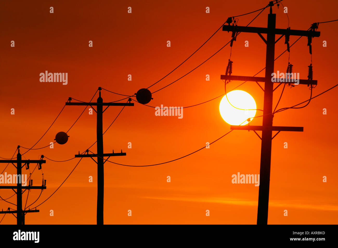 Telephone poles in sunset Stock Photo