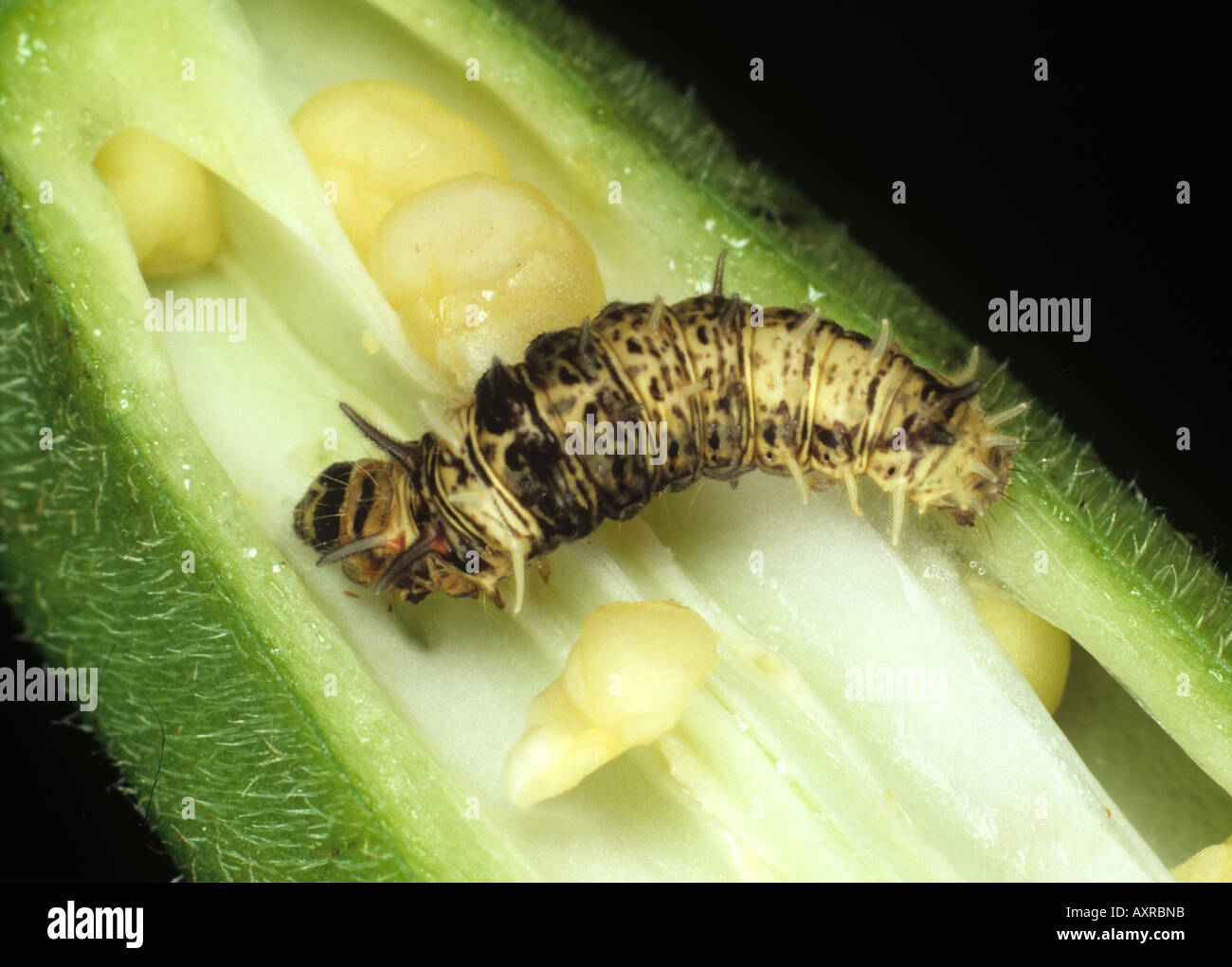 A spiny bollworm Earias biplaga on okra fruit Stock Photo