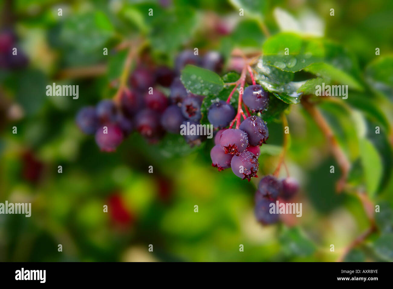 Berries on branches Stock Photo
