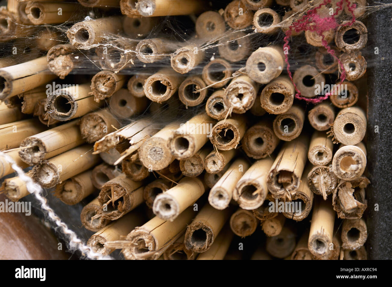 canes placed in garden to provide a home for insects Stock Photo