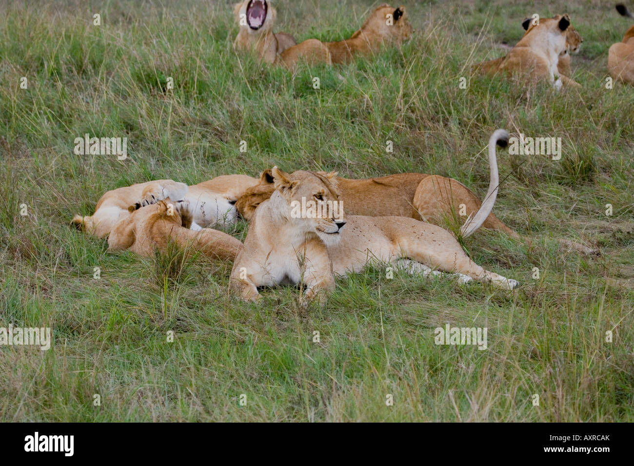 LION PANTHERA LEO Stock Photo - Alamy