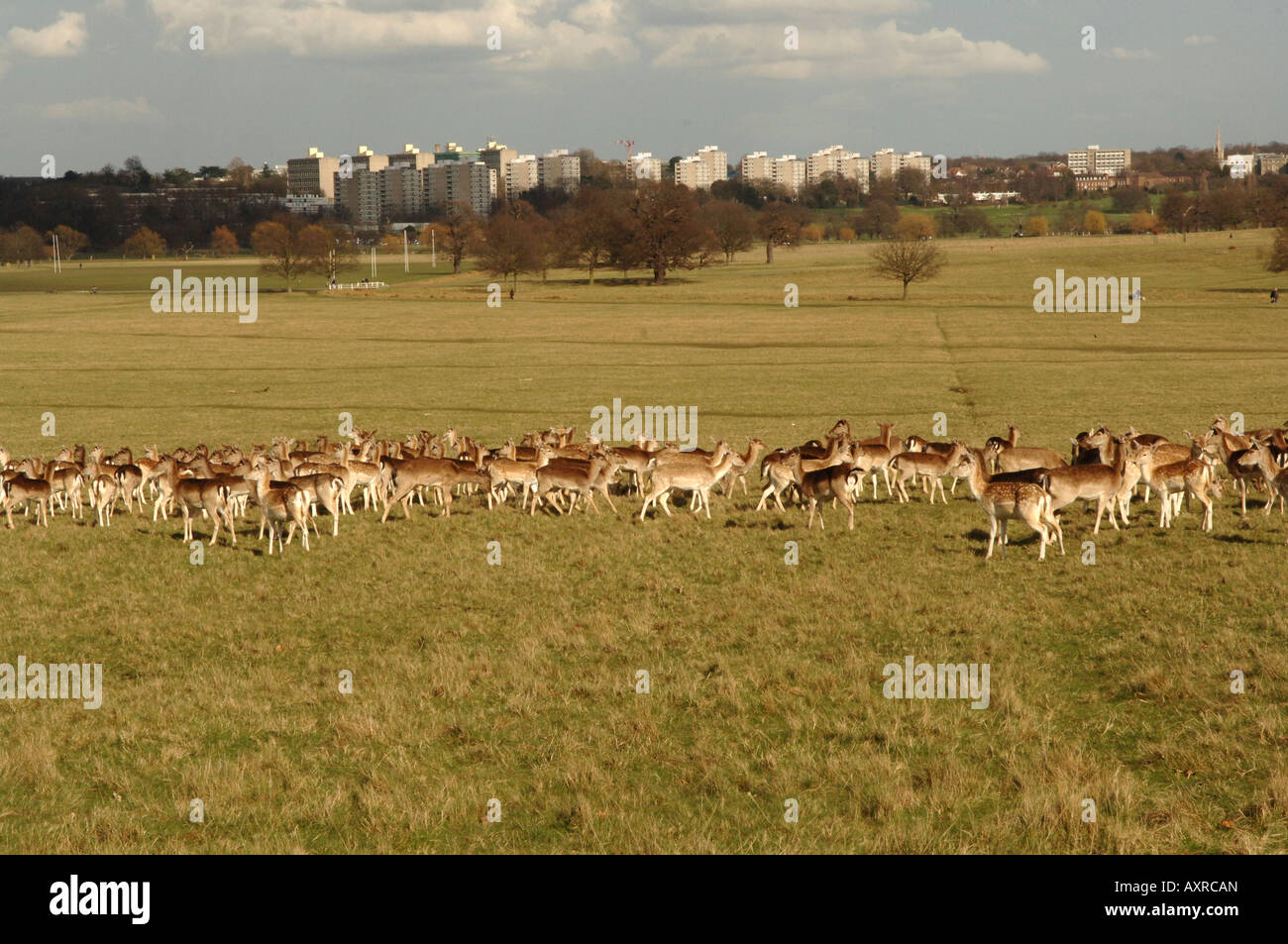 Red Deer Cervus elaphus in Richmond Park London England Stock Photo